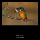 A Mosonmagyaróvári Fotó Egyesület online kiállítása