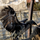 Madaras nap a Pillangó Óvoda és Mini Bölcsődében 