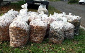 Zöldhulladék elszállítás