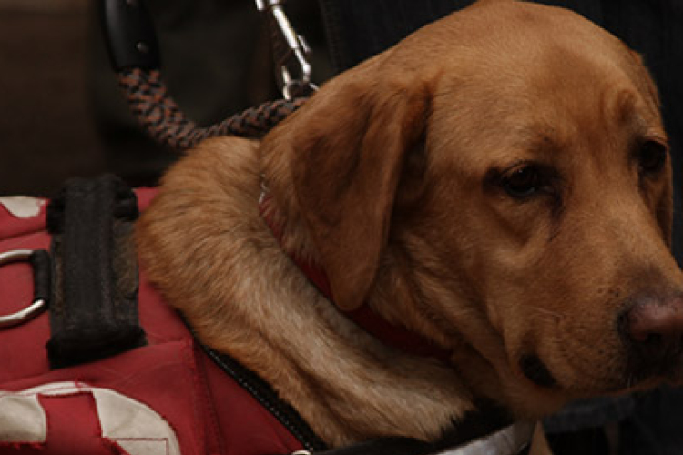 Segíteni vagy nem segíteni