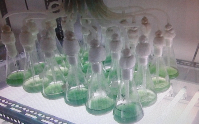 Algákból üzemanyag