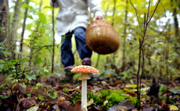Óvatosságra intik a gombaszedőket