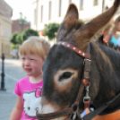 KULT - UTCA Hobbi nap (Fotó: Nagy Mária)