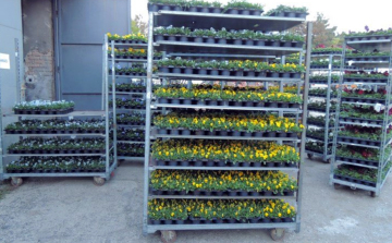 Virágosítás a városközpontban