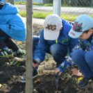 Faültetés a Nolato-nál (Fotó: Nagy Mária)