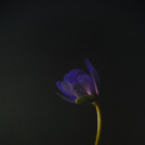 Kerekes István fotókiállítás megnyitója (Fotó: Nagy Mária)