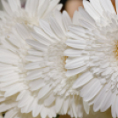 Haller János Általános, Szakközép és Szakiskola 2015 Ballagás (Fotó: Horváth Attila)