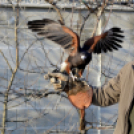 Madaras nap a Pillangó Óvoda és Mini Bölcsődében 