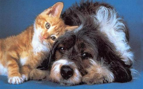 Ivartalanítási akció