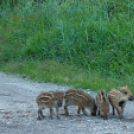 Tilai Gergely - Kerekesszéktől az önálló fotókiállításig