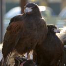 Madaras nap a Pillangó Óvoda és Mini Bölcsődében 