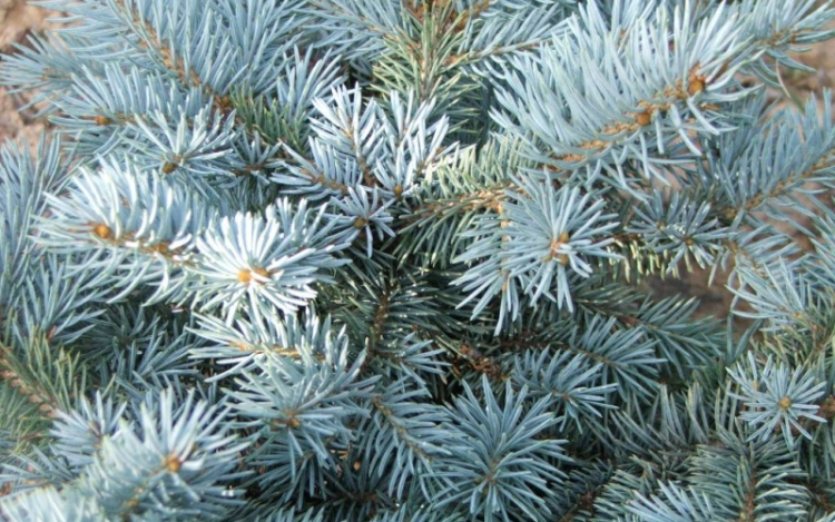 Idén is népszerű a luc