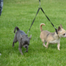 CAC kutyakiállítás (Fotó: Nagy Mária)