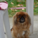 III. Nemzetközi Autós Találkozó Halászi (fotó: Patács Judit)