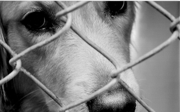 Jótékonysági koncert