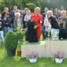 CAC kutyakiállítás (Fotó: Nagy Mária)