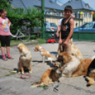 Családi nap a Gyerekek Átmeneti Otthonában