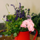 II. Szigetközi Gyógynövénynapok (Fotó: Stipkovits Veronika)