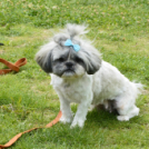 Pillangó Óvoda gyermeknap 2