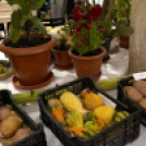 Termény- és virágkiállítás 