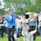 CAC kutyakiállítás (Fotó: Nagy Mária)