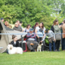 CAC kutyakiállítás (Fotó: Nagy Mária)