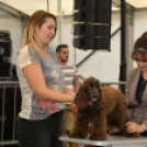 XII. Szigetköz ízei, Vármegye borai Fesztivál 3. nap