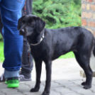 III. Nemzetközi Autós Találkozó Halászi (fotó: Patács Judit)