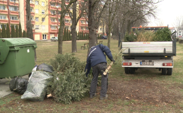 Megkezdték a fenyőfák begyűjtését