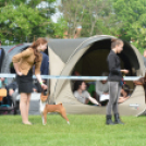 CAC kutyakiállítás (Fotó: Nagy Mária)