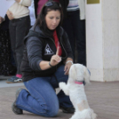 XII. Elfogadás napja Mosonmagyaróvár