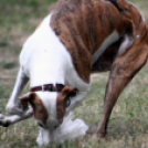 XI. Szigetköz ízei, Vármegye borai Fesztivál 3. nap 