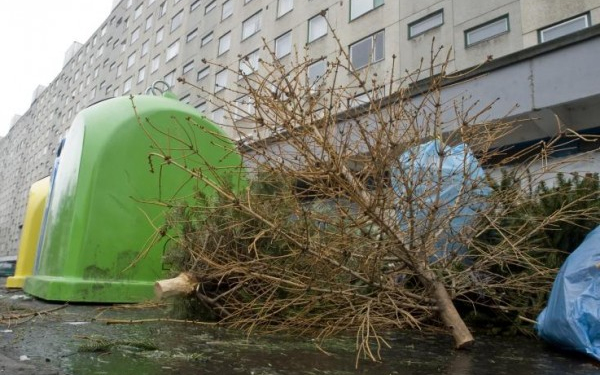 Karácsonyfák összegyűjtése Mosonmagyaróváron