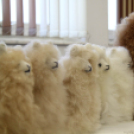 VÁROSI MIKULÁSNAP ÉS KARÁCSONYI VÁSÁR