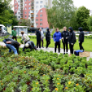 Virágosítás a városközpontban