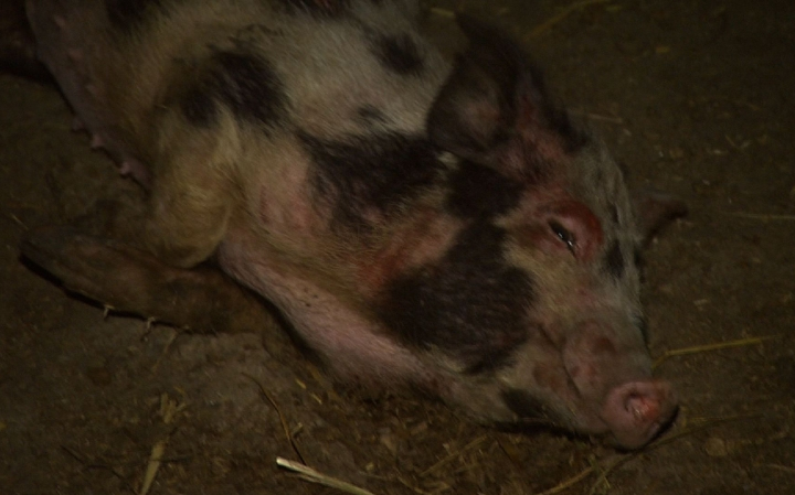 Éheztették az állatokat