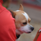 Voluta vasárnap (Fotó: Nagy Mária)