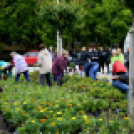 Virágosítás a városközpontban