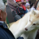 CAC kutyakiállítás (Fotó: Nagy Mária)