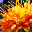 Virágzó Város Mosonmagyaróvár 2. nap (Fotó: Stipkovits Veronika)