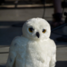 Nyárbúcsúztató fesztivál (Fotó: Bánhegyi István)