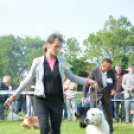 CAC kutyakiállítás (Fotó: Nagy Mária)