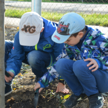 Faültetés a Nolato-nál (Fotó: Nagy Mária)