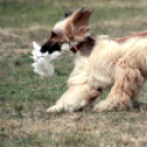 XI. Szigetköz ízei, Vármegye borai Fesztivál 3. nap 