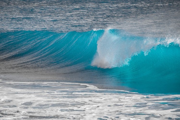 Évente 900 millió műanyagtöredéket szűrnek ki a Földközi-tengerből a tengeri füvek 