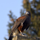 Madaras nap a Pillangó Óvoda és Mini Bölcsődében 