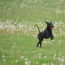 Agility Attilával (Fotó: Nagy Mária)