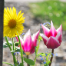 Költészet napi koszorúzás Ady Endre szobornál (Fotó: Nagy Mária)