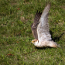 XII. Szigetköz ízei, Vármegye borai Fesztivál 2. nap
