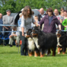 CAC kutyakiállítás (Fotó: Nagy Mária)